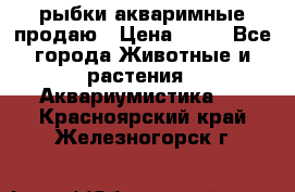 рыбки акваримные продаю › Цена ­ 30 - Все города Животные и растения » Аквариумистика   . Красноярский край,Железногорск г.